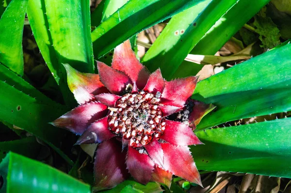 Canistrum Giganteum Bromeliaceae Flor Tropical Brasil — Fotografia de Stock