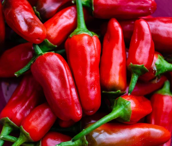 Hungría Roja Paprika Dulce Picante — Foto de Stock