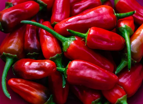 Vermelho Hungria Páprica Doce Picante — Fotografia de Stock