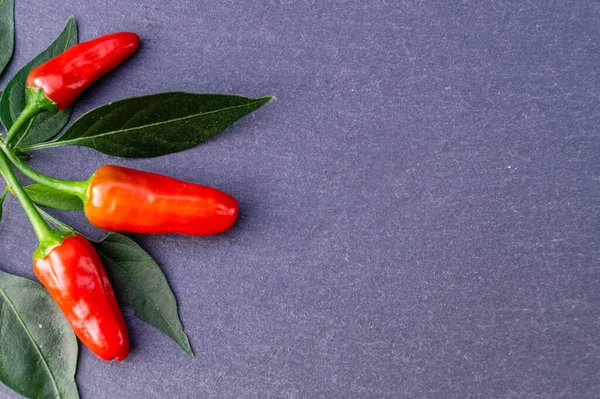 Hungría Roja Paprika Dulce Picante — Foto de Stock