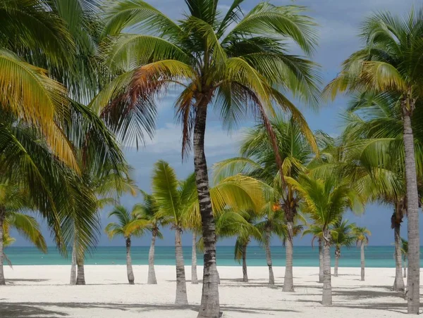 Isla Pasion Passion Island Cozumel Mexiko — Stockfoto