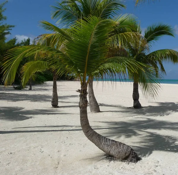 Isla Pasion Vášnivý Ostrov Cozumel Mexiko — Stock fotografie