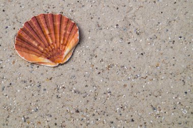 tuzlu su deniz kabukları