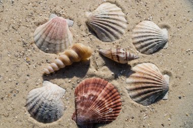 tuzlu su deniz kabukları