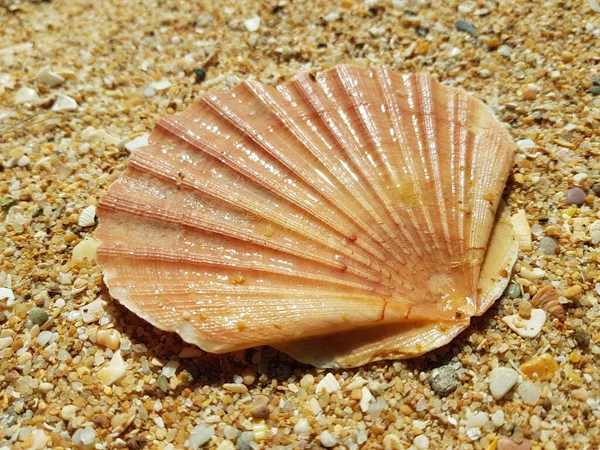 Conchas Mar Agua Salada —  Fotos de Stock