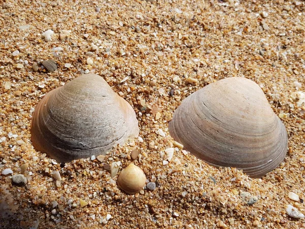 Солона Морська Мушля Солоною Водою — стокове фото