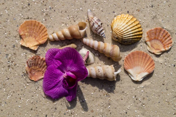 Salzwasser Muscheln — Stockfoto