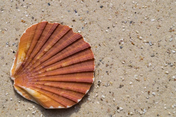 Água Salgada Conchas Mar — Fotografia de Stock