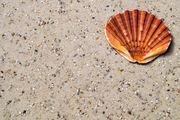 Salzwasser Muscheln — Stockfoto