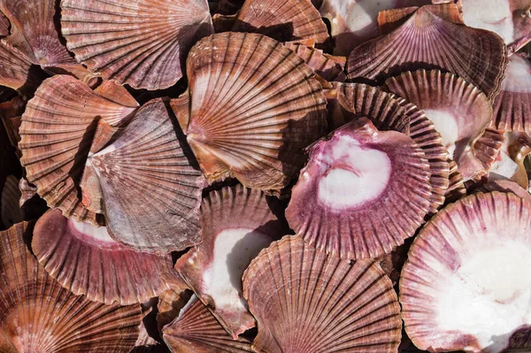 Coquillages Marins Eau Salée — Photo