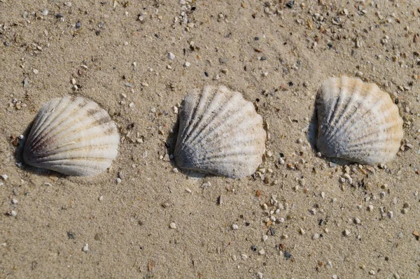 Солона Морська Мушля Солоною Водою — стокове фото