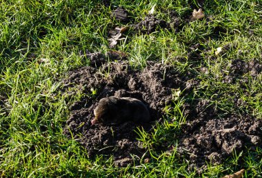 Bahçede bir köstebek