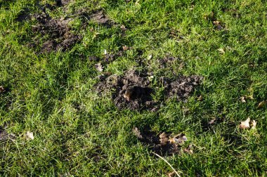 Bahçede bir köstebek