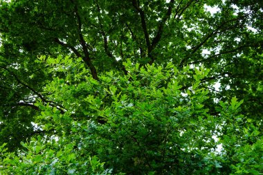 Meşe ağacından meşe palamudu