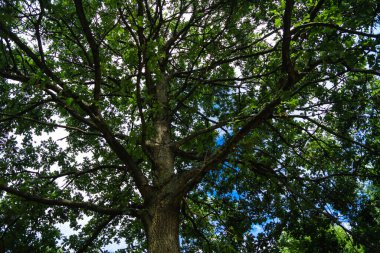 Meşe ağacından meşe palamudu