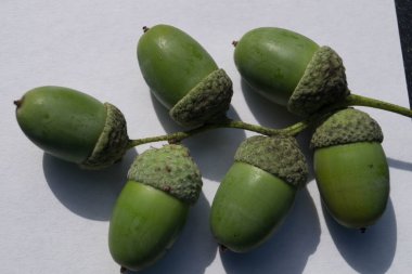 Meşe ağacından meşe palamudu