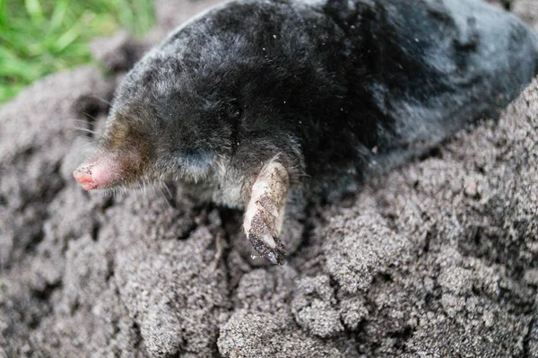 Een Mol Tuin — Stockfoto