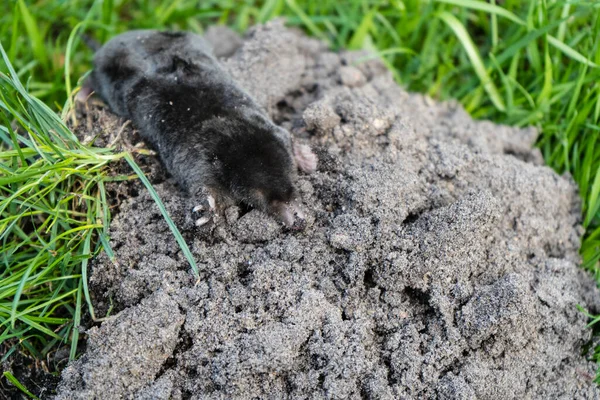 Ein Maulwurf Garten — Stockfoto