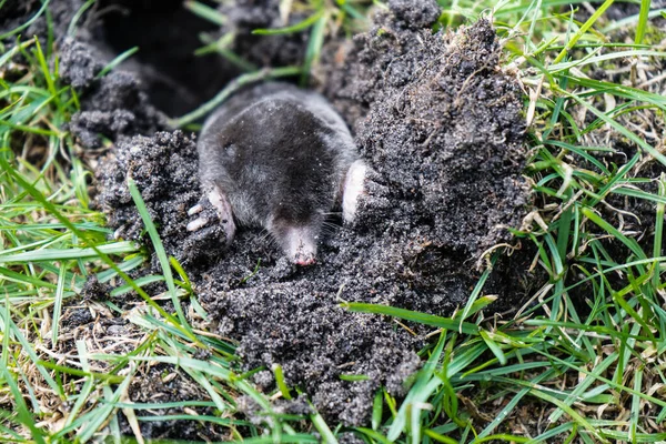 Ein Maulwurf Garten — Stockfoto