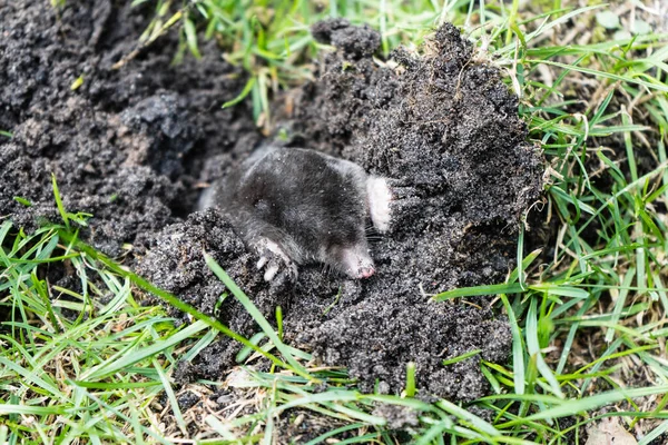 Ein Maulwurf Garten — Stockfoto