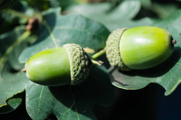 Ghiande Una Quercia — Foto Stock