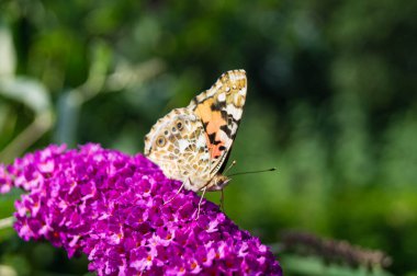 Bahçedeki Kelebek Vanessa Cardui veya Cynthia Cardui