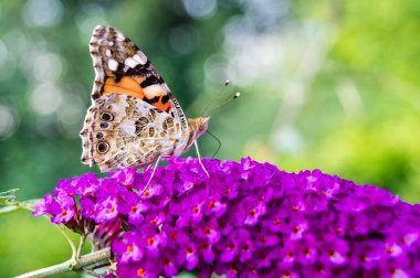 Butterfly Vanessa Cardui or Cynthia cardui in the garden clipart