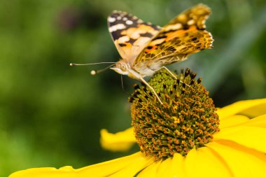 Bahçedeki Kelebek Vanessa Cardui veya Cynthia Cardui