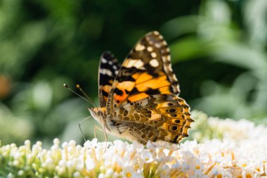 Bahçedeki Kelebek Vanessa Cardui veya Cynthia Cardui