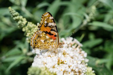 Bahçedeki Kelebek Vanessa Cardui veya Cynthia Cardui