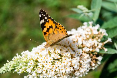 Bahçedeki Kelebek Vanessa Cardui veya Cynthia Cardui