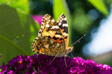 Butterfly Vanessa Cardui or Cynthia cardui in the garden clipart