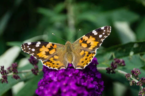 Πεταλούδα Βανέσσα Cardui Cynthia Cardui Στον Κήπο — Φωτογραφία Αρχείου