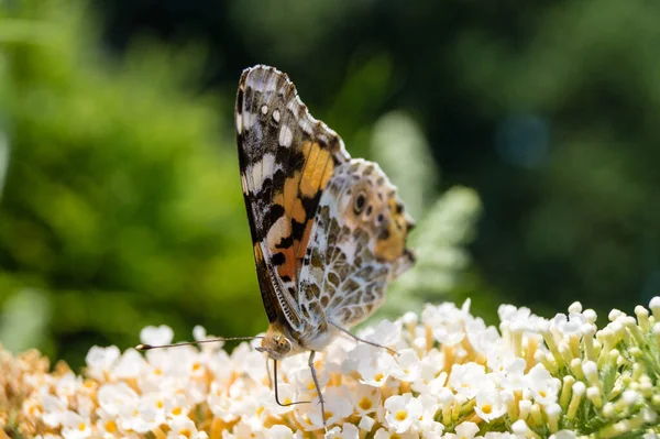 Schmetterling Vanessa Cardui Oder Cynthia Cardui Garten — Stockfoto