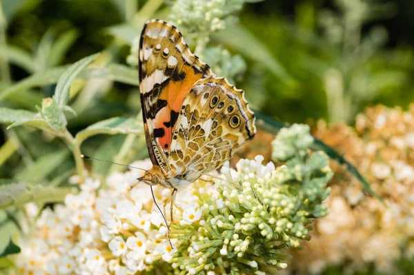 Mariposa Vanessa Cardui Cynthia Cardui Jardín — Foto de Stock