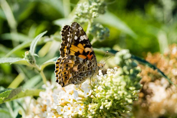 Schmetterling Vanessa Cardui Oder Cynthia Cardui Garten — Stockfoto