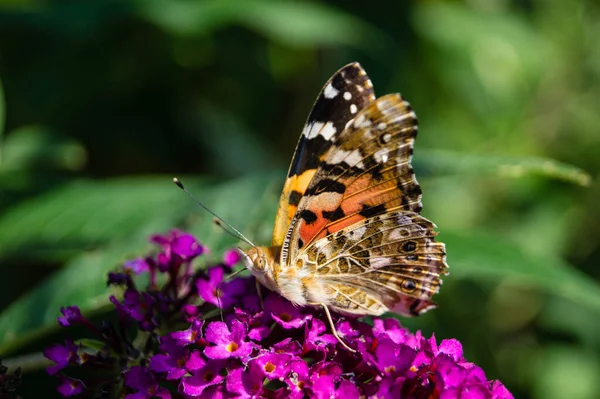 Πεταλούδα Βανέσσα Cardui Cynthia Cardui Στον Κήπο — Φωτογραφία Αρχείου