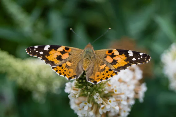 Papillon Vanessa Cardui Cynthia Cardui Dans Jardin — Photo