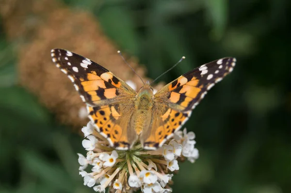 Mariposa Vanessa Cardui Cynthia Cardui Jardín — Foto de Stock