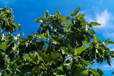 Meyveli incir ağacı