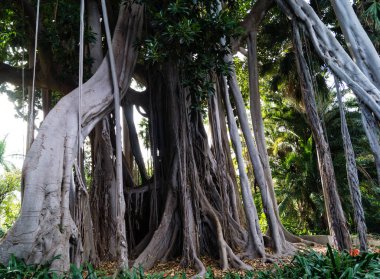 Ficus makrophylla Columnaris, hava köklü dev incir.