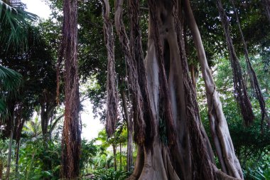 Ficus makrophylla Columnaris, hava köklü dev incir.