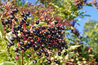 Yaşlı bir çalılıkta bir sürü mürver.