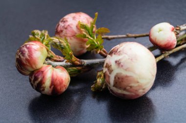 cynips quercusfolii safra topları meşe yaprağında