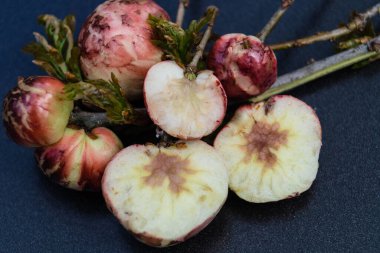 cynips quercusfolii safra topları meşe yaprağında