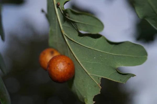 Cynips Quercusfolii Galdebolde Egeblade - Stock-foto