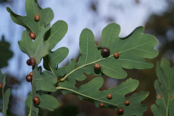 Cinips Quercusfolii Palle Fiele Foglia Quercia — Foto Stock