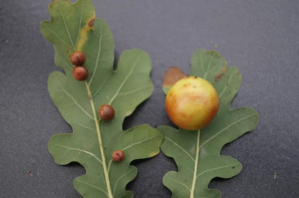 Cinips Quercusfolii Palle Fiele Foglia Quercia — Foto Stock