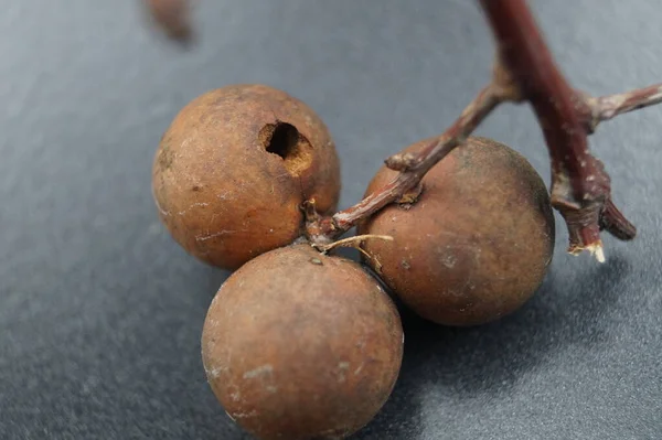 Cynips Quercusfolii Bolas Fel Folha Carvalho — Fotografia de Stock