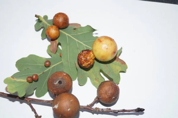 Cínidos Quercusfolii Bolas Hiel Hoja Roble —  Fotos de Stock